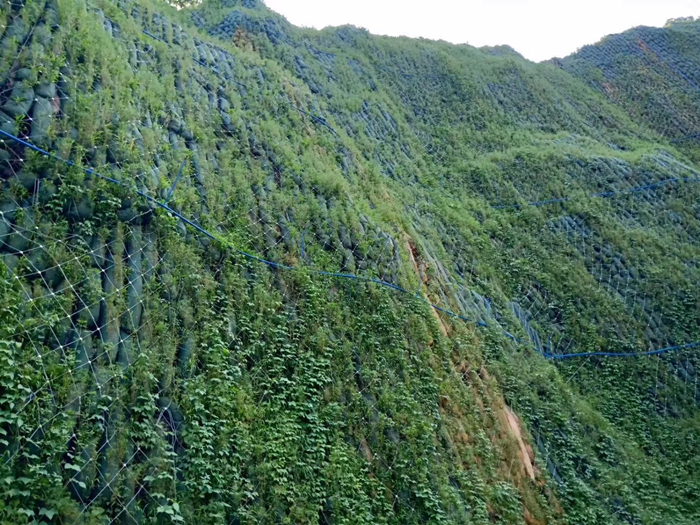 綠色生態棒使用效果